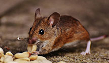 24 Hour & Emergency Exterminators in Le Grand, IA